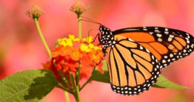 Eastern Monarch Butterfly Population Up Slightly, Still Below Extinction Threshold