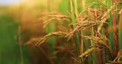 3 new varieties from IARI will revolutionise Basmati Paddy in India