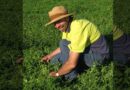 Hard seeded legumes a suitable fit for NSW mixed farmers