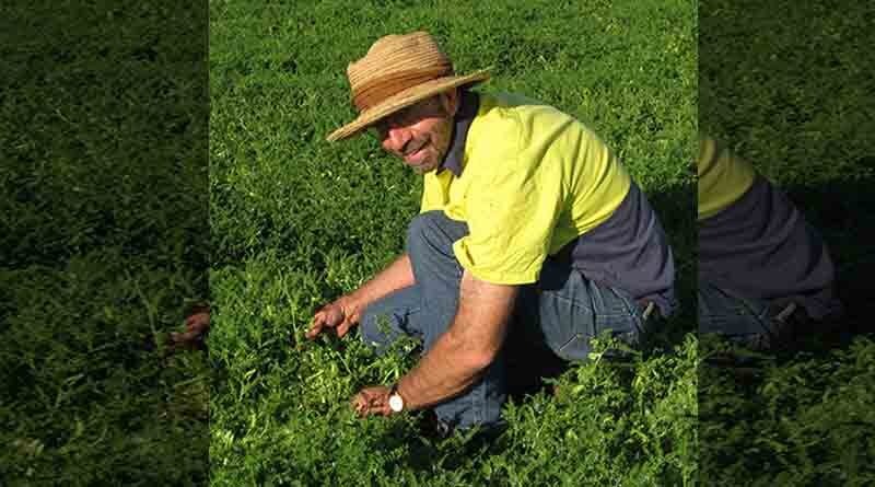 Hard seeded legumes a suitable fit for NSW mixed farmers