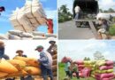 Export of agro-products in the first 5 months estimated at 23.2 billion USD