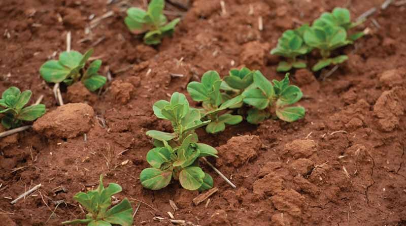 Australia: Five tips for your early post emergent crop