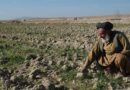 Afghanistan: FAO and the World Bank step up their response to the worsening food security