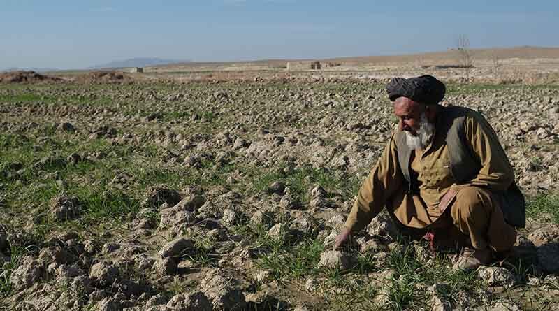 Afghanistan: FAO and the World Bank step up their response to the worsening food security