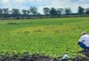 CABI answers call to tackle invasive water lettuce in Kenya’s Maasai-Mara ecosystem