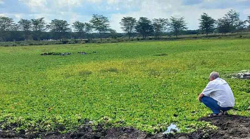 CABI answers call to tackle invasive water lettuce in Kenya’s Maasai-Mara ecosystem