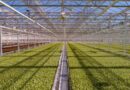 Little Leaf Farms Raises $300 Million in Capital with Financing from TPG's The Rise Fund and Bank of America