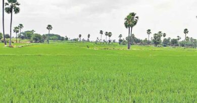 Kharif 2022 sowing reaches 69.15 lakh hectares