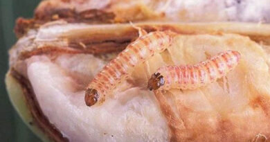 Punjab CM directs agriculture department to check damage caused by pink bollworm