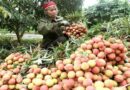 Vietnam: Good news of Vietnamese fruit
