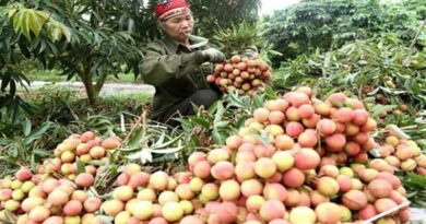 Vietnam: Good news of Vietnamese fruit