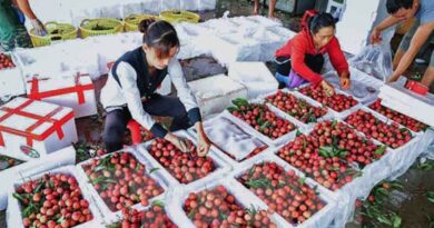 Vietnam: Fruit production is estimated at 7.3 million tons in 2022