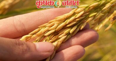 Pusa Rice Hybrid 10 paddy variety