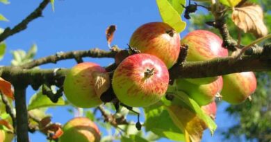 Hot wind affecting apple crops in Himachal and Jammu & Kashmir