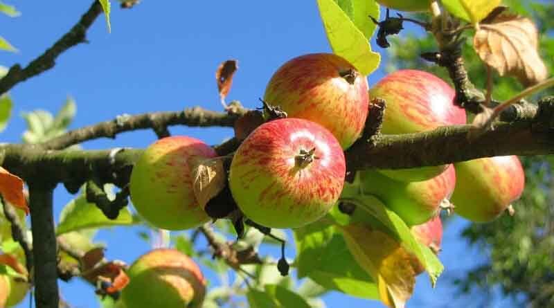Hot wind affecting apple crops in Himachal and Jammu & Kashmir