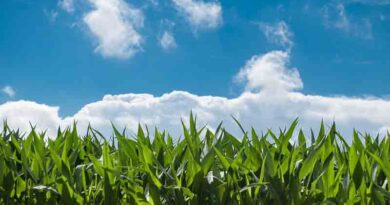 Top Ways to Achieve Adequate Soil Health for High Crop Yielding