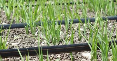 Drip Irrigation reducing cost of Basmati rice cultivation in India