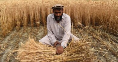 FAO Food Price Index dips in May