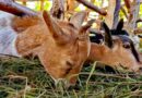 Goat auction sales increase farmers’ agency and incomes in Malawi