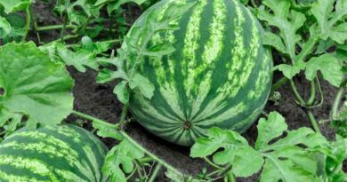 Israel destroys 58 tonnes of watermelon smuggled in its borders from Palestine
