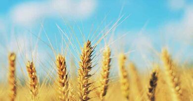China: Machine harvest of wheat almost complete