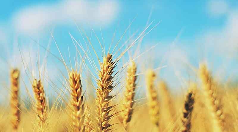 China: Machine harvest of wheat almost complete