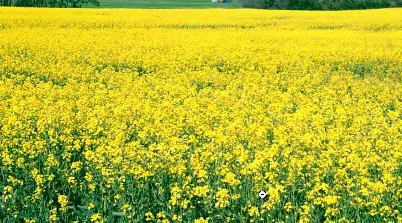 EU oilseed, veg oil imports adjust to sunflower supply