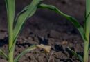Zinc Uptake for Successful Post Emergence Crops in Australia