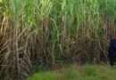 Sugar mills foresee output spike, want 8 mn tonne OGL exports next season