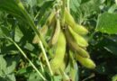 5 Things to know before sowing soybean this year