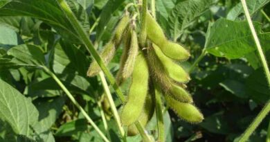 5 Things to know before sowing soybean this year