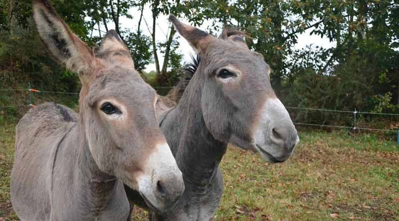 IT employee leaves job to open donkey farm, earns rupees 5000 per litre from donkey milk
