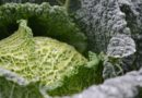 Brassica Alert better targets agronomy decisions