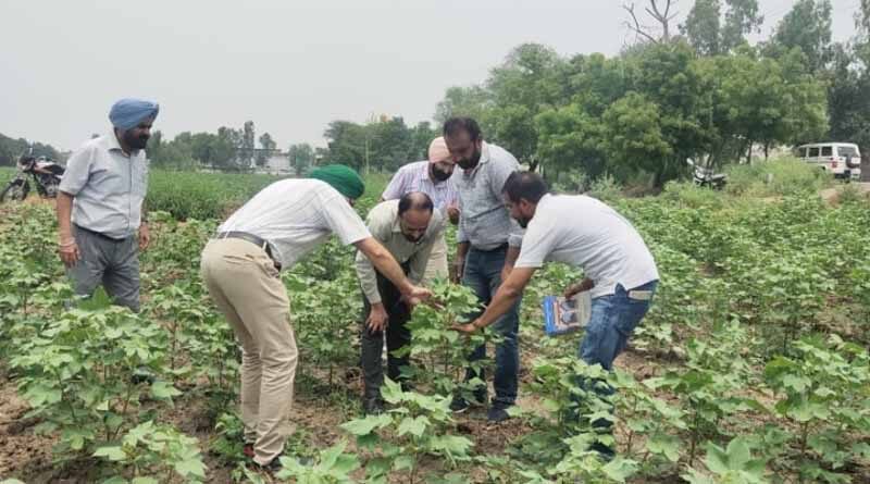 Heavy rains wipe out whitefly in cotton, paddy growers happy with DSR: PAU experts