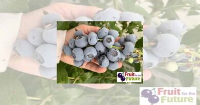Berry latest research on show at Fruit for the Future 2022