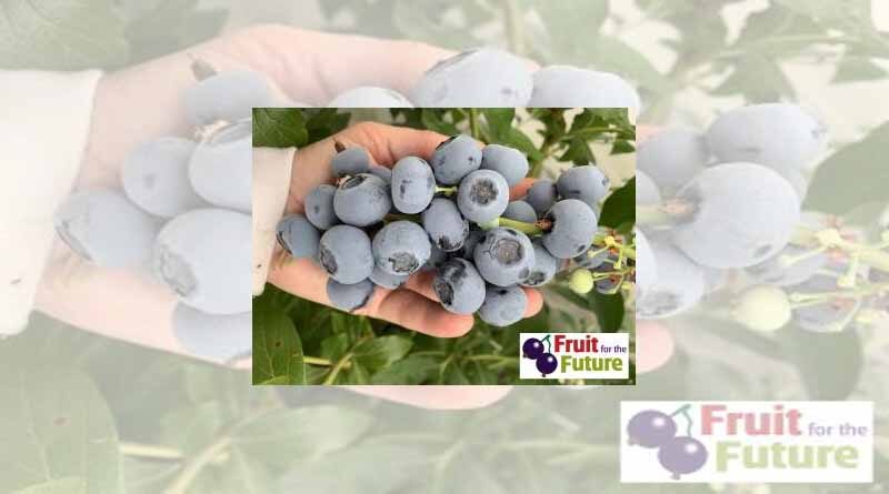 Berry latest research on show at Fruit for the Future 2022