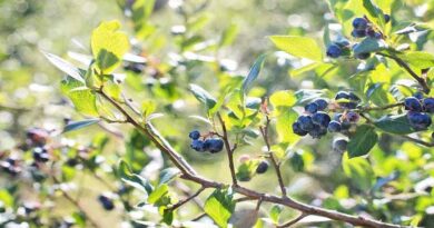 Blueberry production with METOS® decision support systems