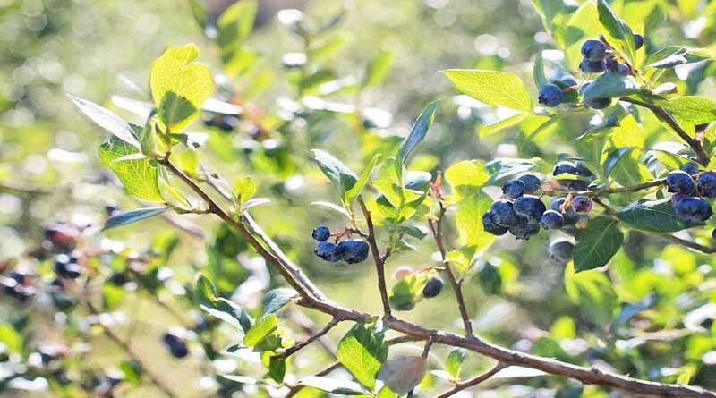 Blueberry production with METOS® decision support systems