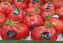 Tomato Rosamunda on shelves in Lidl shops all over Poland