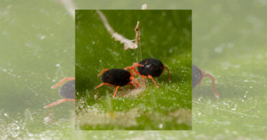 Australia: Growers urged to test redlegged earth mite for resistance