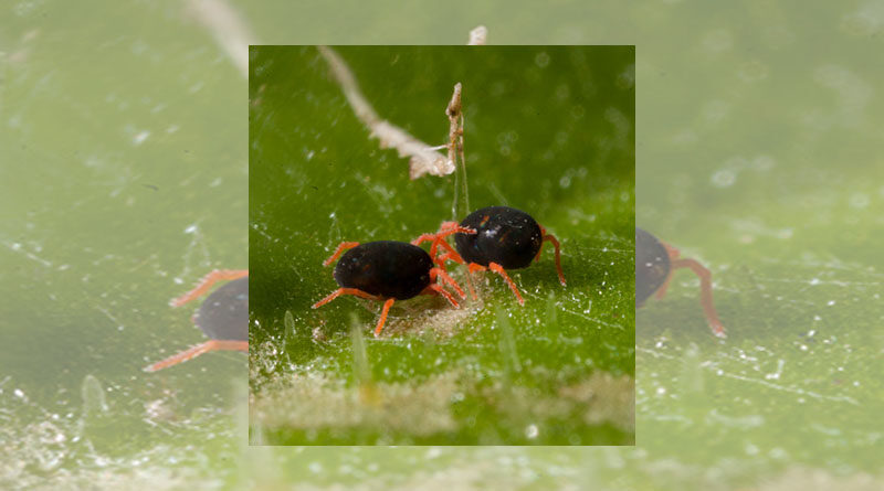 Australia: Growers urged to test redlegged earth mite for resistance