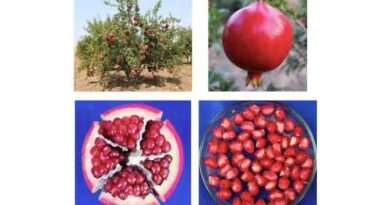 Pomegranate variety Solapur Lal