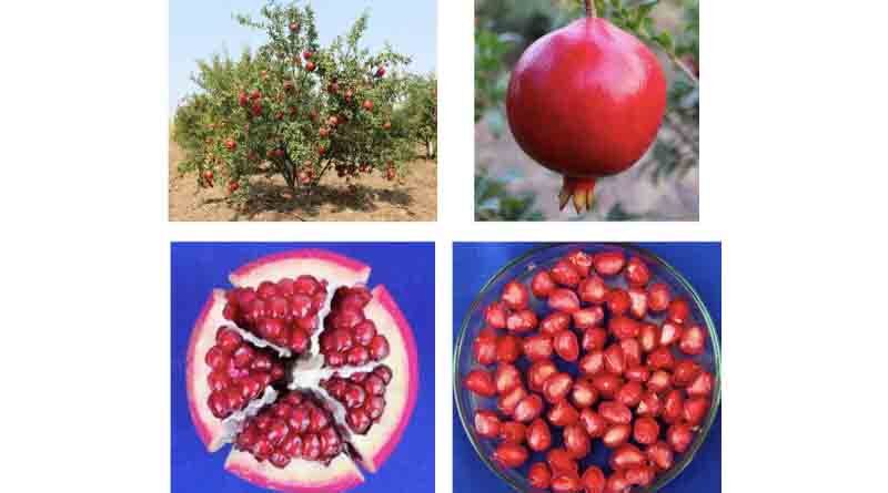 Pomegranate variety Solapur Lal