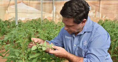 Unique vegie crop insecticide shows versatility, strength in SA trial