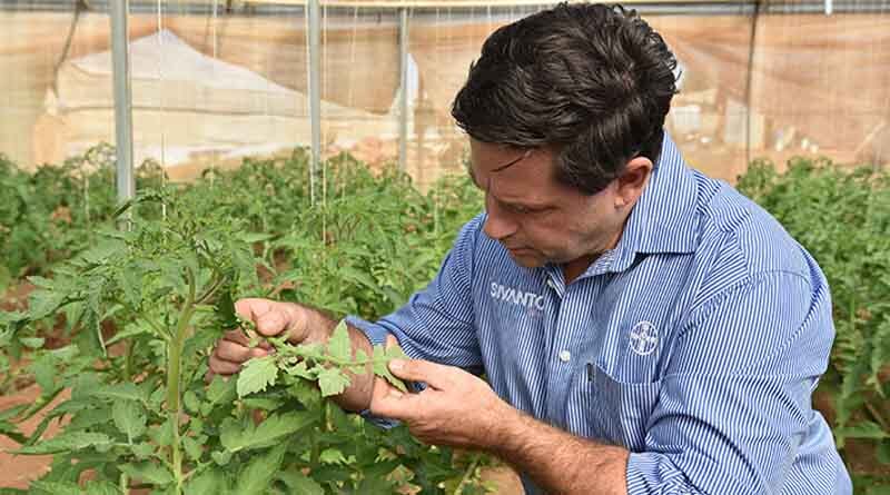 Unique vegie crop insecticide shows versatility, strength in SA trial