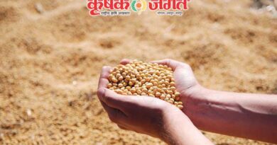 Farmers who have not sown soyabean yet advised not to do so now