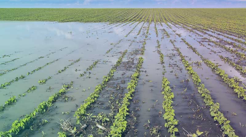 6 important factors how rainfall influences crop growth and yield
