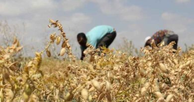 Chickpea yield in Ethiopia can be doubled by enhancing farmers' technical knowledge: ICRISAT study