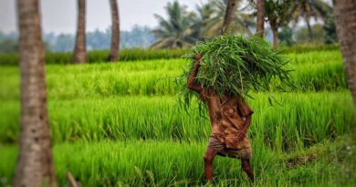 Kharif sowing in India 55 percent complete; reaches 600 lakh hectares