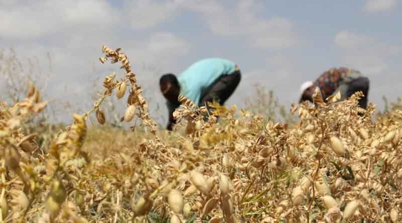 Chickpea yield in Ethiopia can be doubled by enhancing farmers' technical knowledge: ICRISAT study